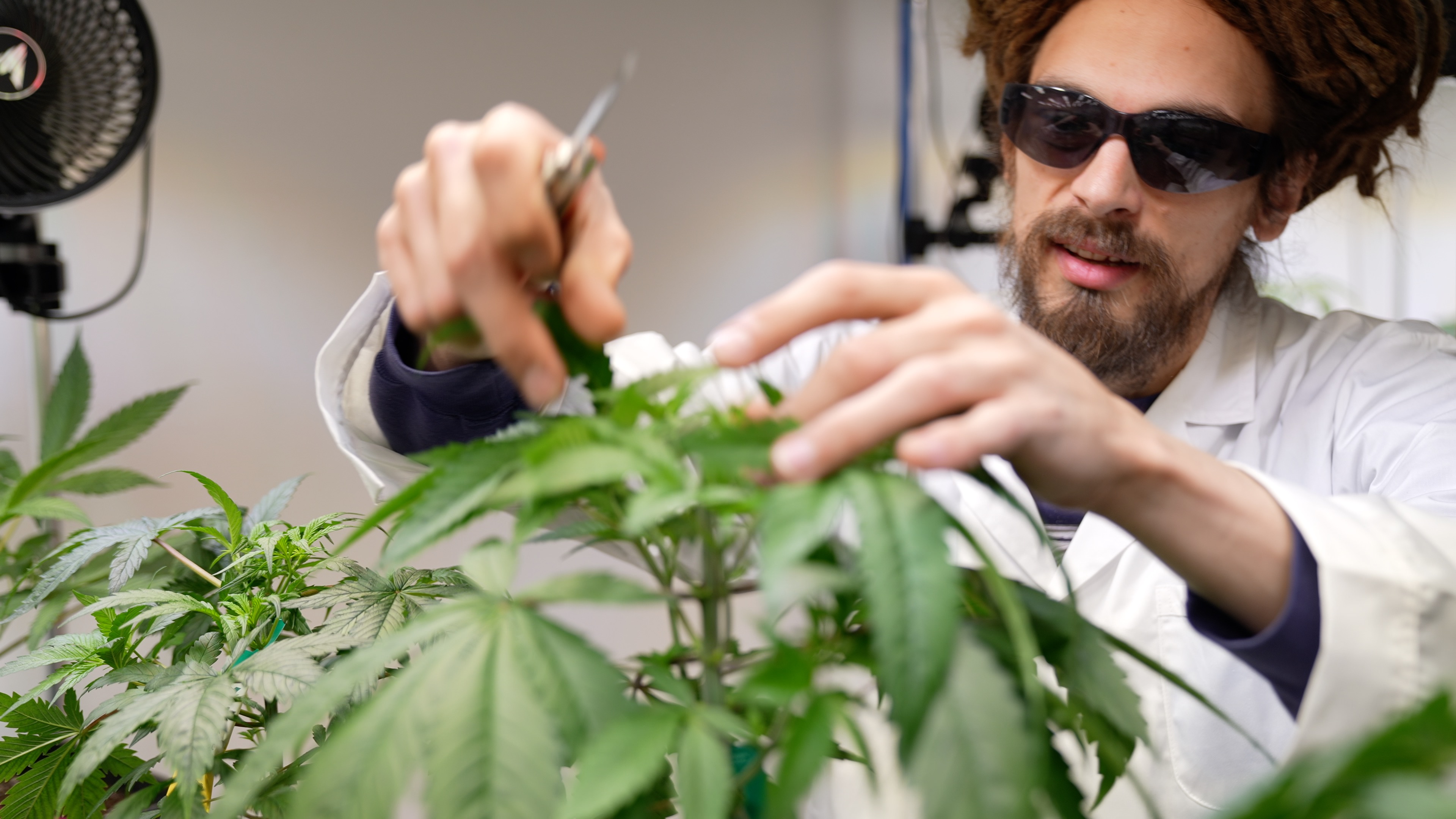 Cannabis-Gesetz: Geht es