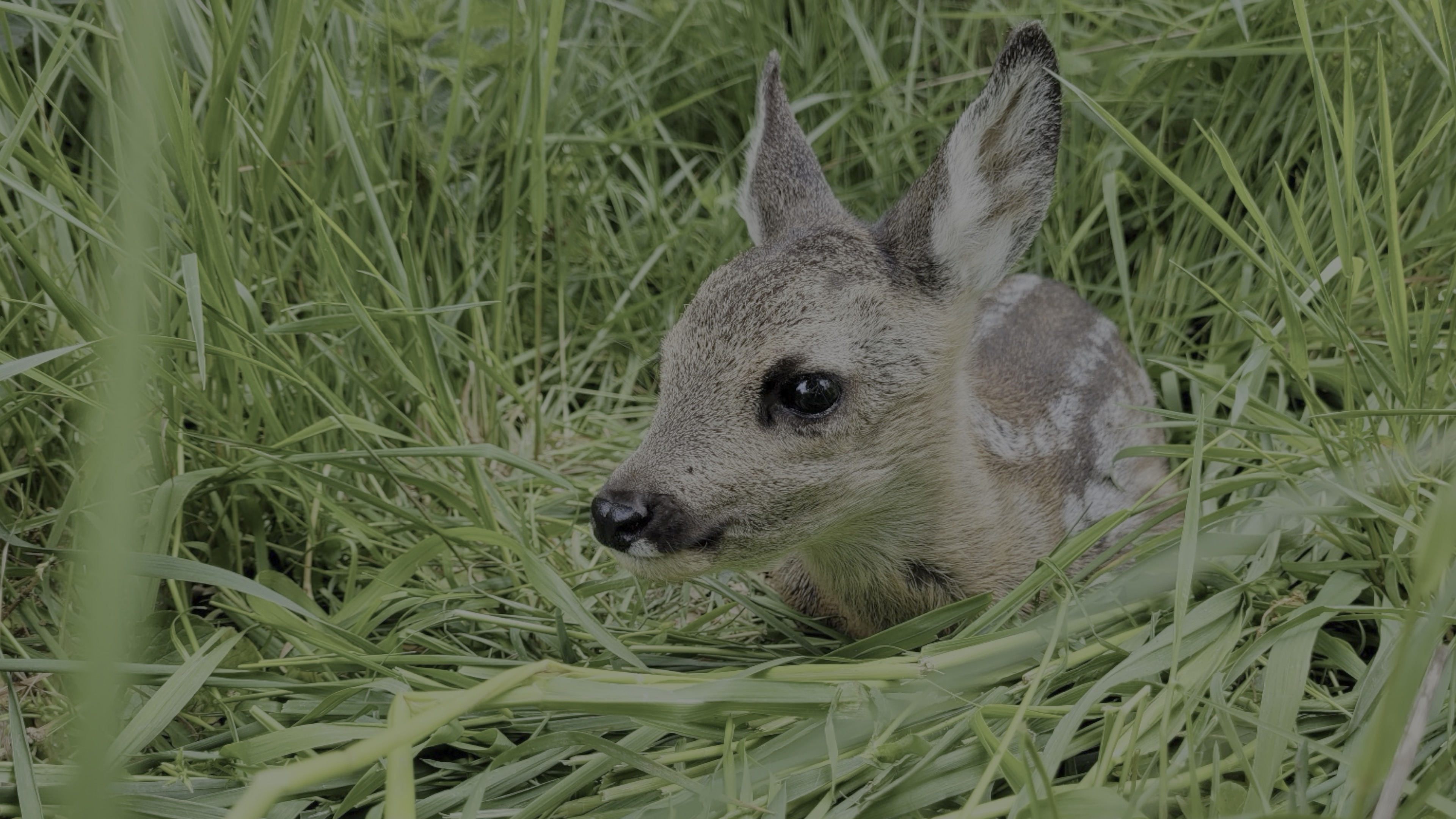 Versteckt im Feld: